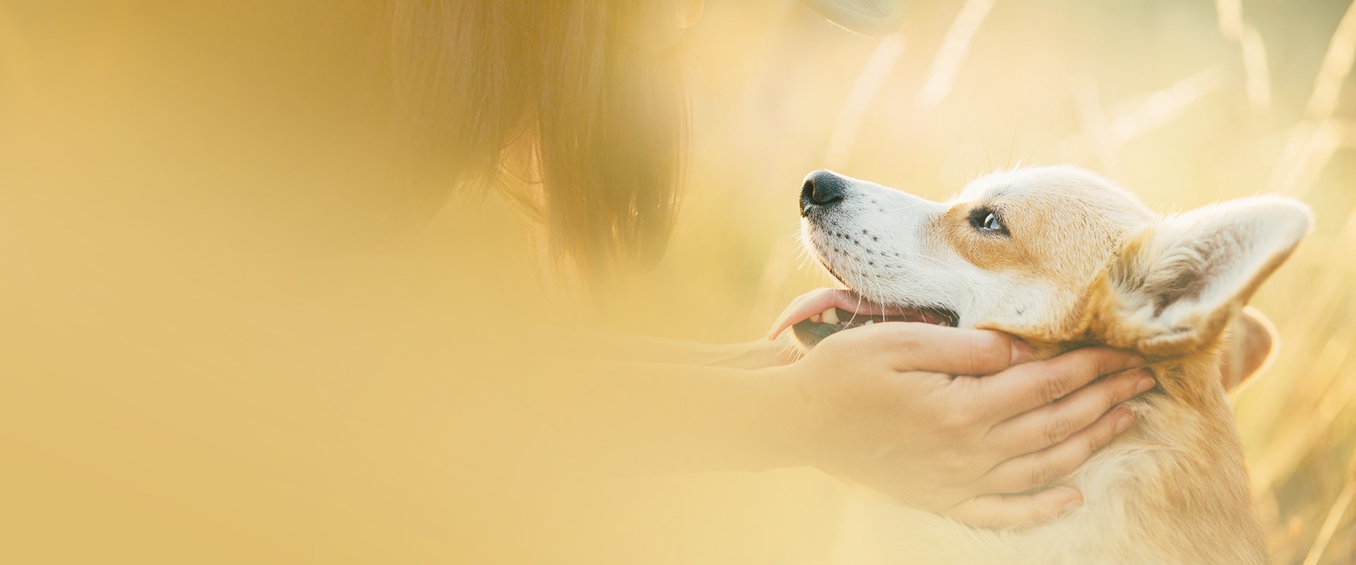 SINGEN Official Website | 50+ Years Pet Drug & Nutrition Expert | GMP ...